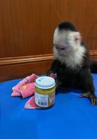 Capuchin Baby Available... CLASIFICADOS Buenanuncios.es