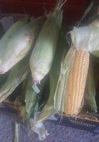 Vendo maíz ( milho verde)... CLASIFICADOS Buenanuncios.es