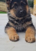 Cachorros de pastor alemán... CLASIFICADOS Buenanuncios.es