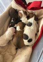 Adopta perros recién nacidos... ANUNCIOS Buenanuncios.es