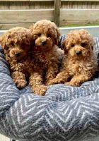 Cachorros toy poodle en adopción... ANUNCIOS Buenanuncios.es