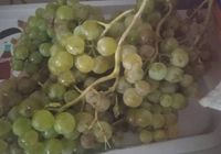 Vendo uvas blancas y negras... ANUNCIOS Buenanuncios.es